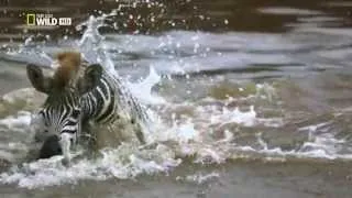 Африканский Крокодил--Нападение  на зебру