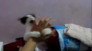 Kitty Bites my Fingers...Ouch!!!