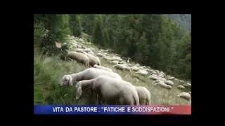 Vita da pastore