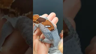 Why You Shouldn’t Peel A Gecko’s Skin! (📷: yingming999)