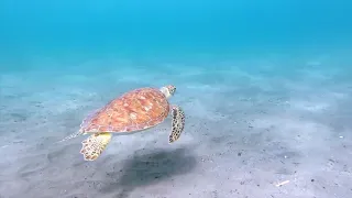 Sea Turtle Swimming in the Ocean