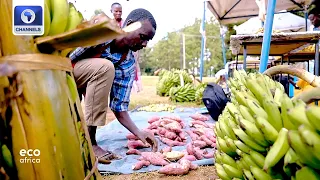 Rescuing Kenya's Iconic Baobab Tree, Food Security Ugandan + More | Eco Africa