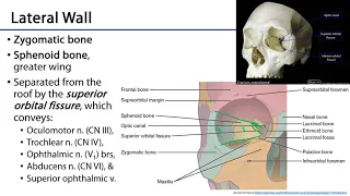 Bony Orbit -  Orbit & Eye M1 Learning Objectives