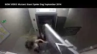 NEW VIDEO Mutant Giant Spider Dog September 2014