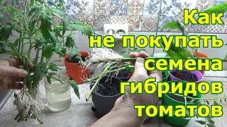 Как не покупать семена гибридов томатов. Как черенковать помидоры осенью для сохранения до весны