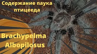 Brachypelma Albopilosus. Уход и содержание.