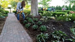 Planting a Pine, Roses & Perennials! 🌹🌿💚 // Garden Answer