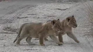 SafariLive July 03-  Nkuhuma lion cubbies on the road!!