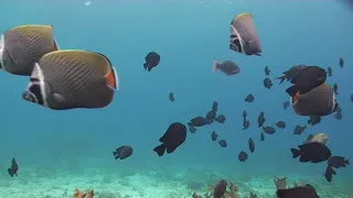 Beautiful Underwater Marine Life Pacific Ocean Scientific Study Educational Video