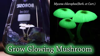 Grow glowing mushroom✨ Mycena chlorophos(Berk. et Curt.)