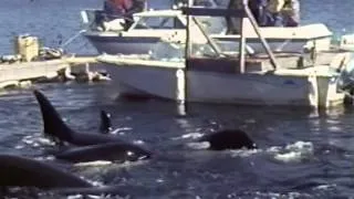 Orca Kidnapping (Blackfish)