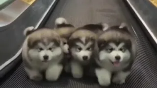 4 puppies walking to Bee Gees - Stayin' Alive full song