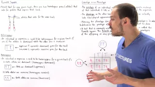 Genotypes, Phenotypes and Punnett Square