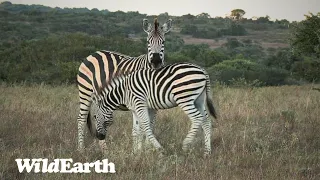 WildEarth - Sunrise Safari -  29 February 2024