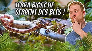 Un terrarium BIOACTIF pour notre SERPENT DES BLES [ ANI' MOOD ]