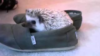 A curious hedgehog and a pair of Toms