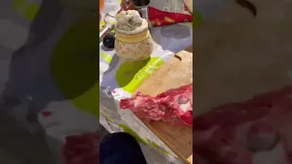 Кот 🐈 и мясо 🥩