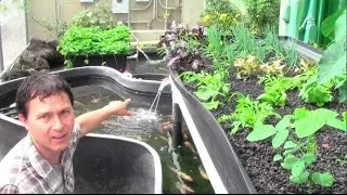 What is Aquaponics? How it Works & Why an Aquaponic Setup Can Fail