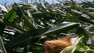 Options for derecho-damaged crops and cover crops