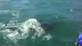 Great White shark rams boat