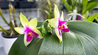 Цветение орхидей Февраль 2024
