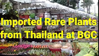 Imported Rare Plants from Thailand at Horti Filipina BGC,Taguig|Part 1