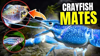 15 BEST Crayfish Tank Mates...