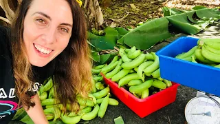 How to Harvest Bananas | Growing Bananas is Easy