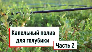 Капельный полив для голубики.  Часть 2