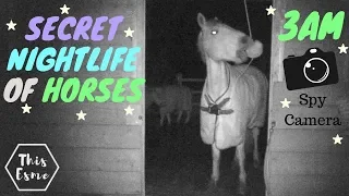 Secret Nightlife of Horses | 3AM Spy Camera! | This Esme