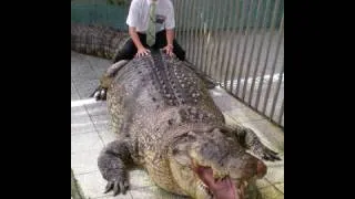 15 foot long crocodile vs drunken idiot - who wins?