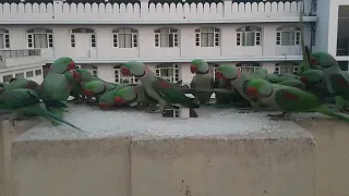 Arriving Moments of Parrots #7th May 2024 at 5.35 Morning