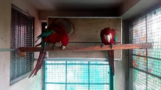 Greenwing macaw pair