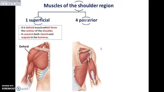 Overview of UL (4) - Muscles of the Shoulder Region - Dr. Ahmed Farid