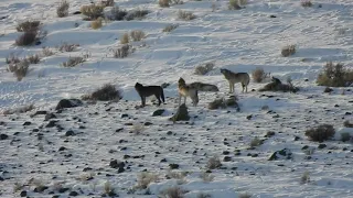 Extraordinary Sighting of Large Wolf Pack in Yellowstone National Park