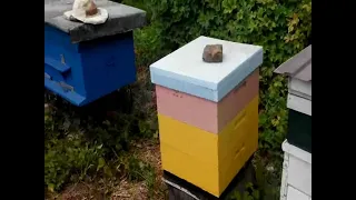 Вибрати тип вулика для бджоляра початківця