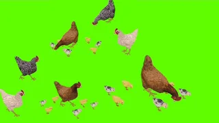 មេមាន់បណ្តើកូន Breeding hens