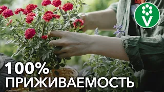 Как посадить РОЗУ весной? Учимся сажать розы по всем правилам