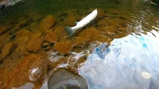 Giant Cutthroats  & Steelhead, Fishing NW Oregon