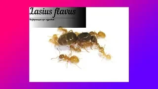 Содержание муравьёв Lasius flavus