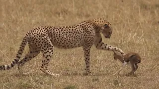 Cheetah playing with baby gazelle before eating the baby