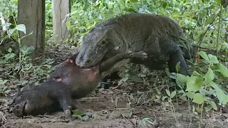 Komodo dragons swallow piglets alive