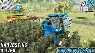 Mowing grass forage for sheep, harvesting olives | Erlengrat | Farming simulator 22 | Timelapse #97