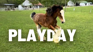 Run Nattie, RUN! Abandon Clydesdale Filly Is FREE!