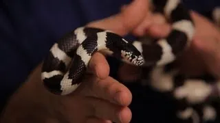 Snake Behavior Problems | Pet Snakes