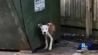 Emaciated dog found tied to dumpster in park