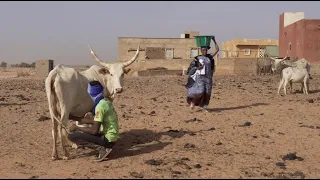 Source de vie - Mini-laiteries en Gorgol (Mauritanie)