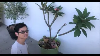 Simple technique for grafting plumeria