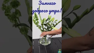 Зимнего доброго утра!