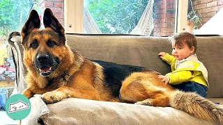 Huge German Shepherd Becomes Nanny for His Baby Brother | Cuddle Buddies